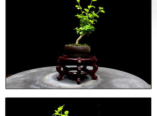 方寸間的詩(shī)意與清新 如皋紫薇微型盆景，打造桌面素雅文藝空間