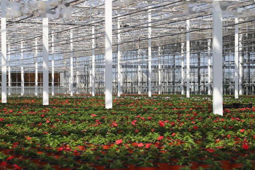 光明超級(jí)工廠 花博會(huì)背后的“?！睔馀c花卉銷售新篇章